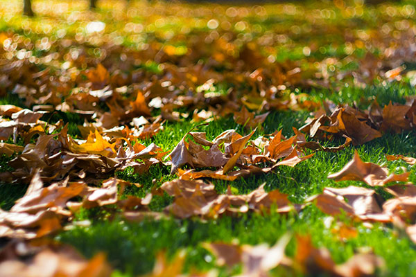 Photo by Juan Pablo Amador Díaz: https://www.pexels.com/photo/selective-focus-photography-of-brown-dried-leaves-on-green-grass-20959/